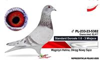 Pokaż zdjęcie w powiększeniu Gołębie zdjęcie